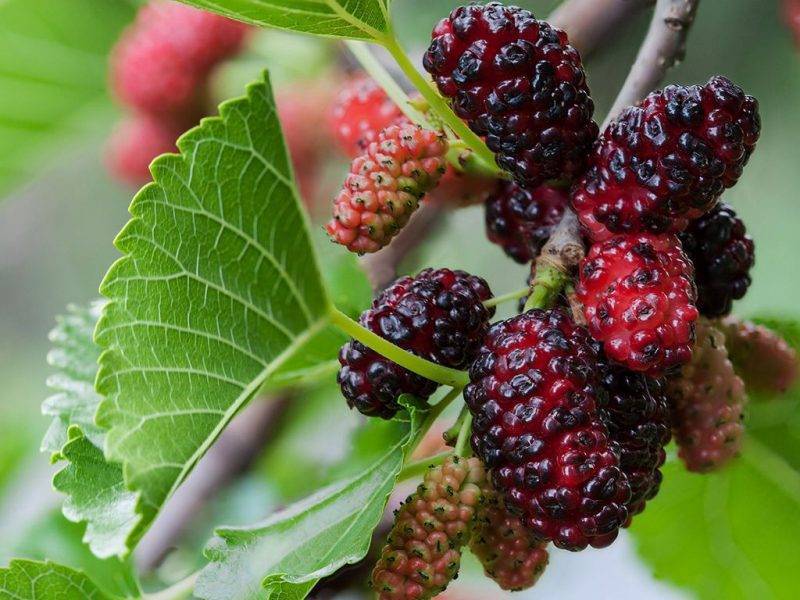 Шелковица купить саженцы из питомнике в Коврове