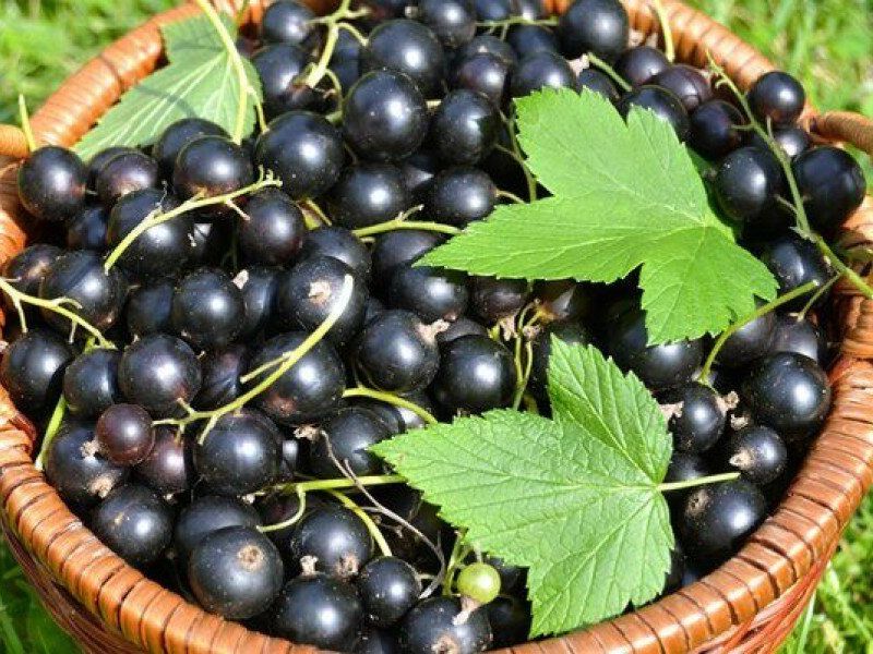 Смородина купить саженцы из питомника в Коврове