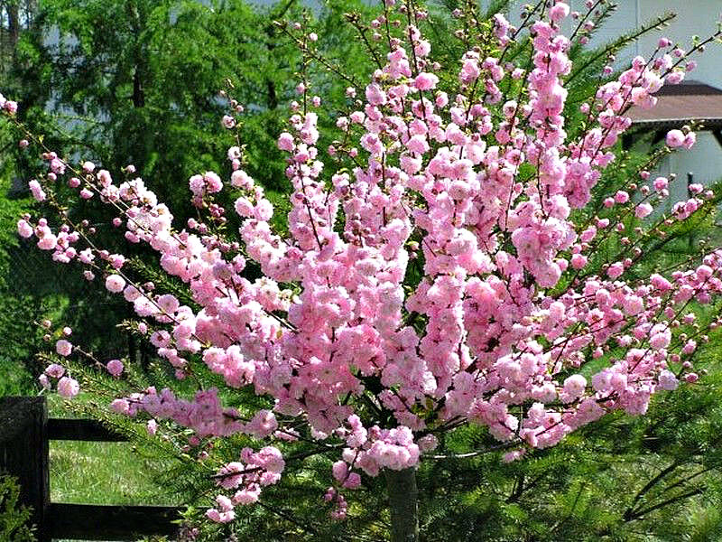 Миндаль купить саженцы из питомника в Коврове
