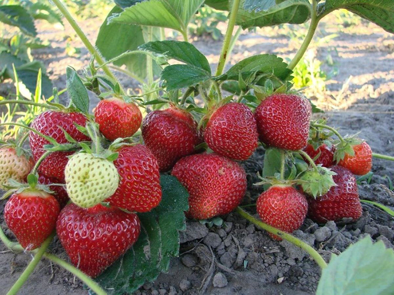 Клубника купить саженцы из питомника в Коврове