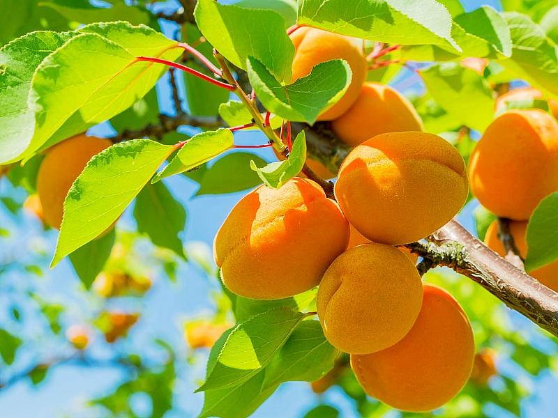 Абрикос купить саженцы из питомнике в Коврове