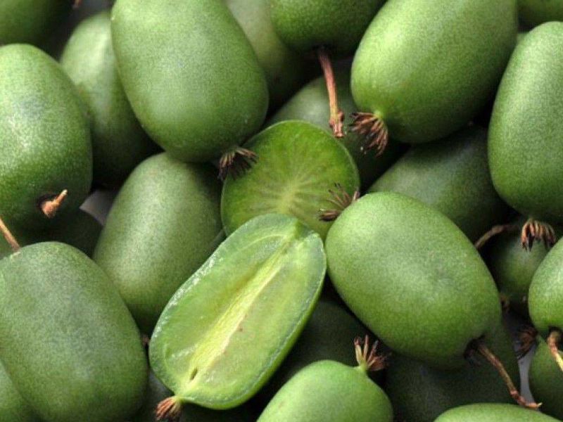 Актинидия купить саженцы из питомнике в Коврове