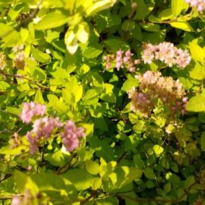Спирея "ГОЛДЕН КАРПЕТ" (стакан Р9)