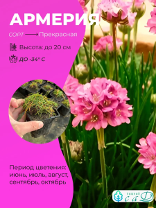 Армерия прекрасная Розовые Сны