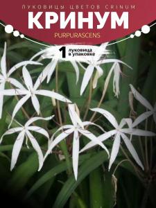 Кринум Purpurascens 1 Луковицы