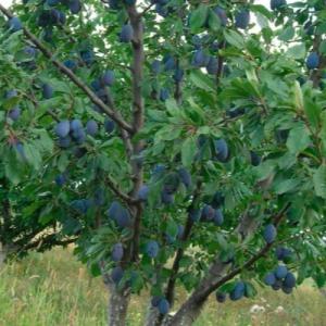 Слива "СМОЛИНКА"